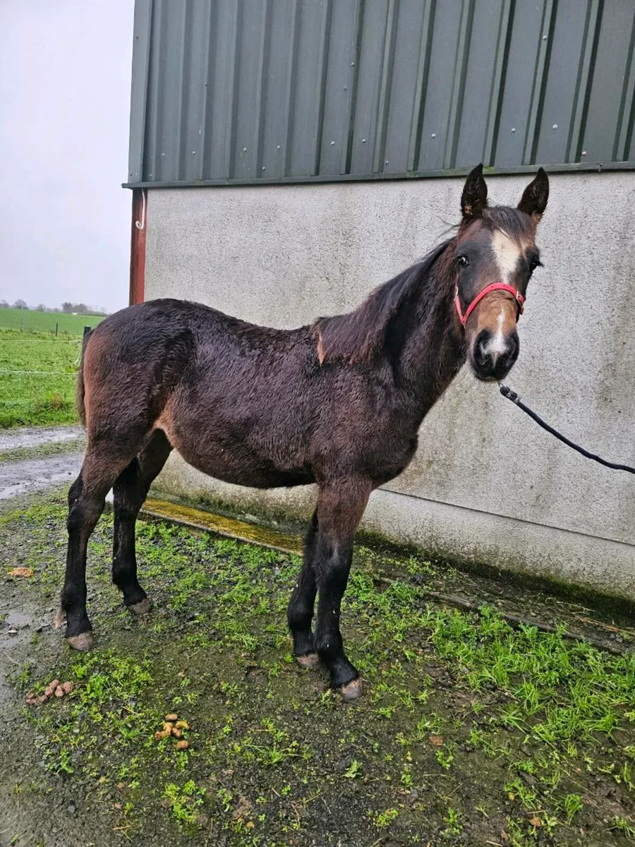 Bay colt foal - Image 4