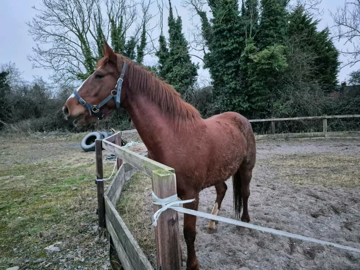 4yr Unbroken - Image 2