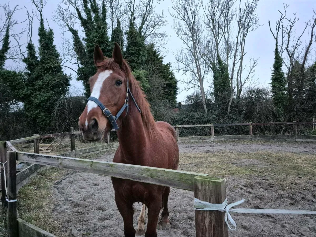 4yr Unbroken - Image 3