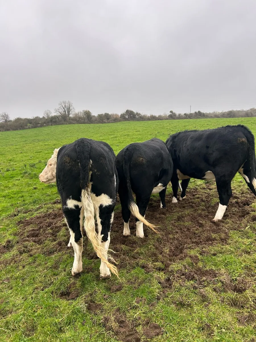 4 Heifers - Tuam Mart Mon 17th - Image 2