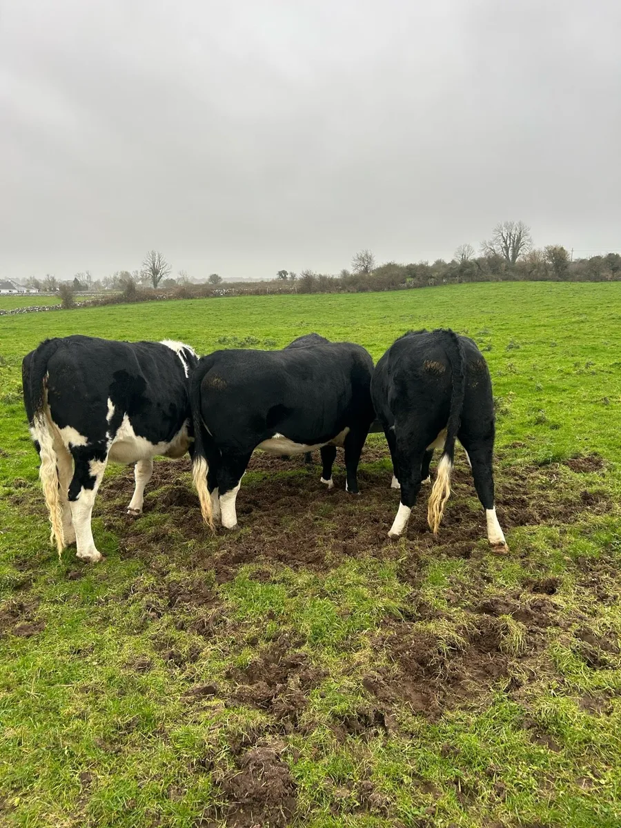 4 Heifers - Tuam Mart Mon 17th - Image 3