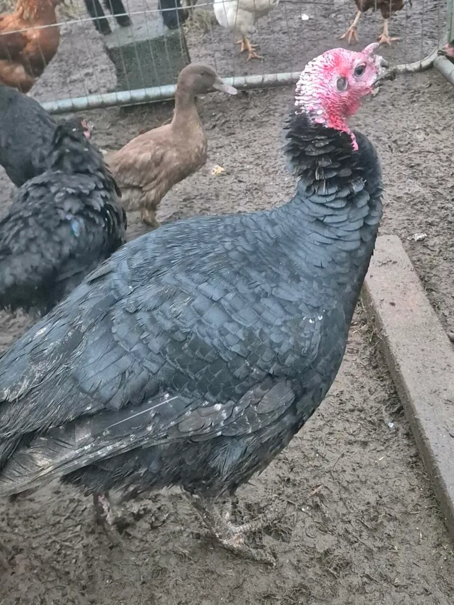 Christmas Turkeys - Image 1