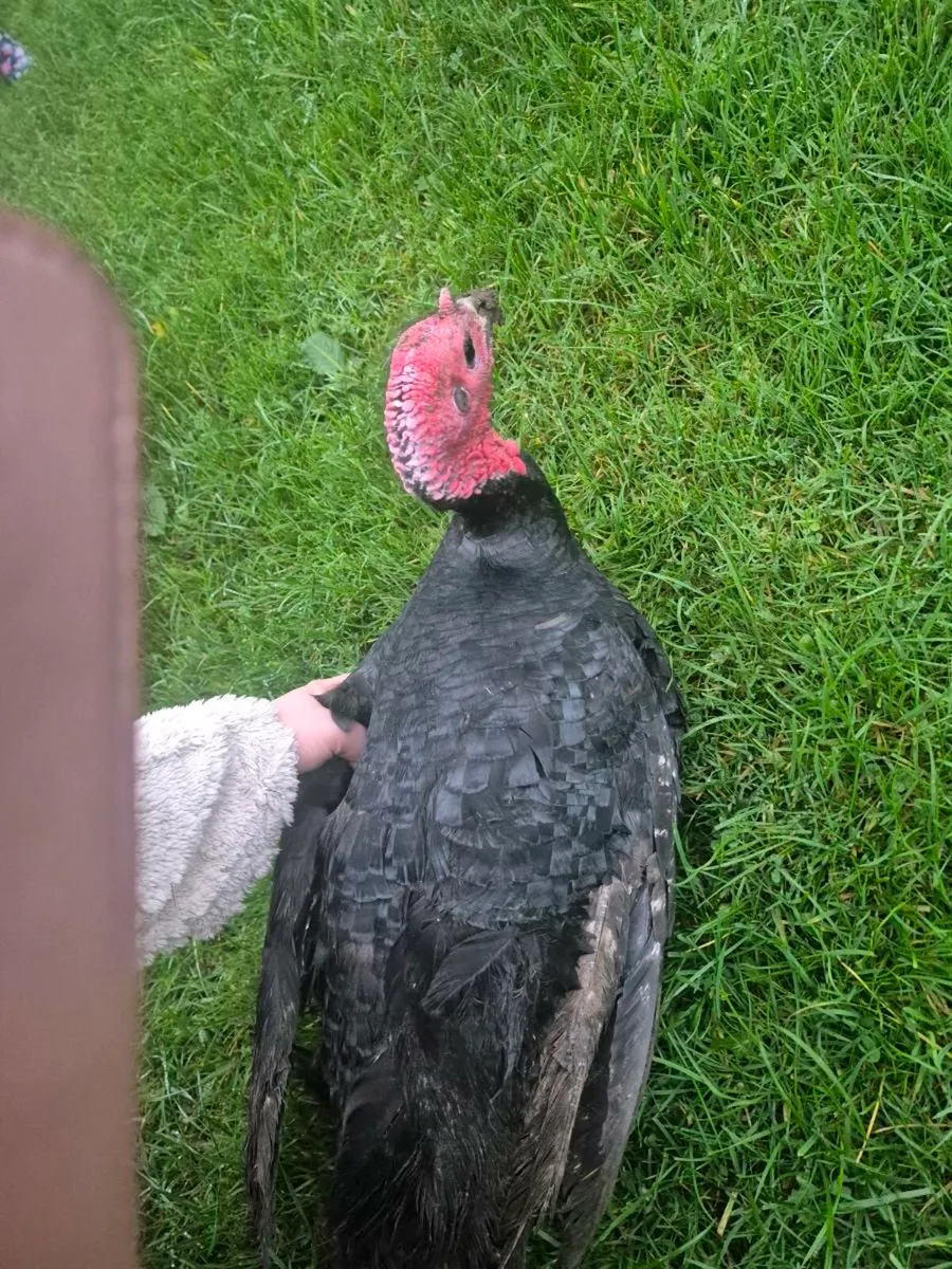 Christmas Turkeys - Image 2