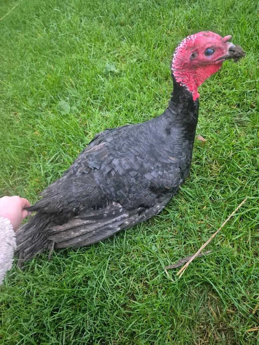 Christmas Turkeys - Image 3