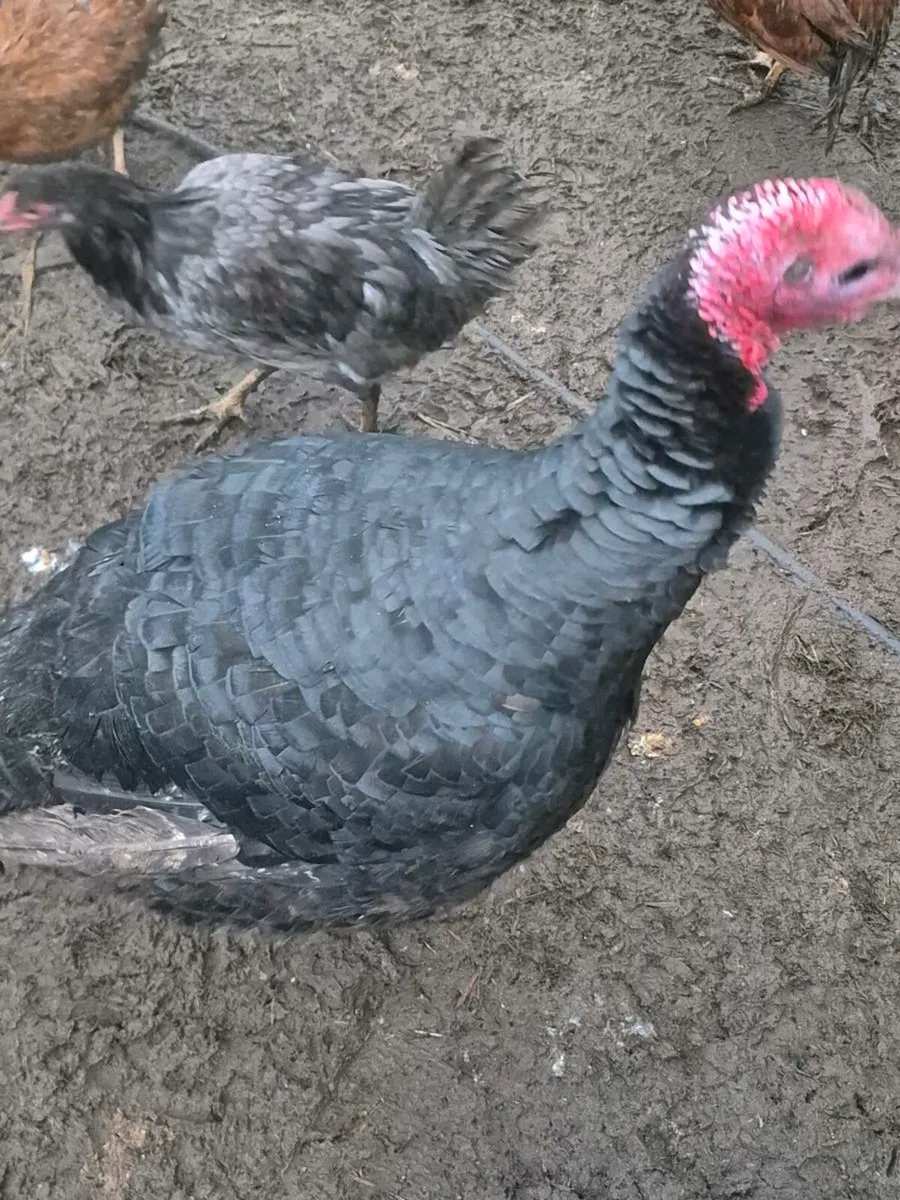 Christmas Turkeys - Image 4