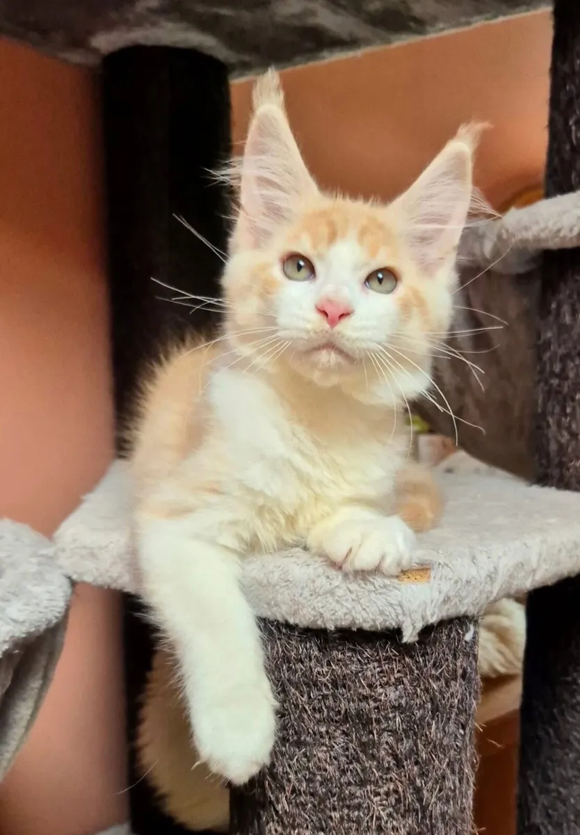 Maine Coon cat male - Image 1