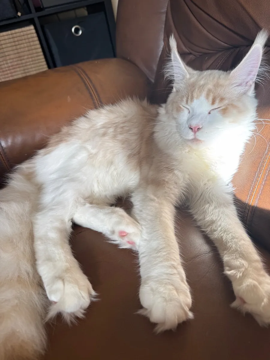 Maine Coon cat male - Image 2