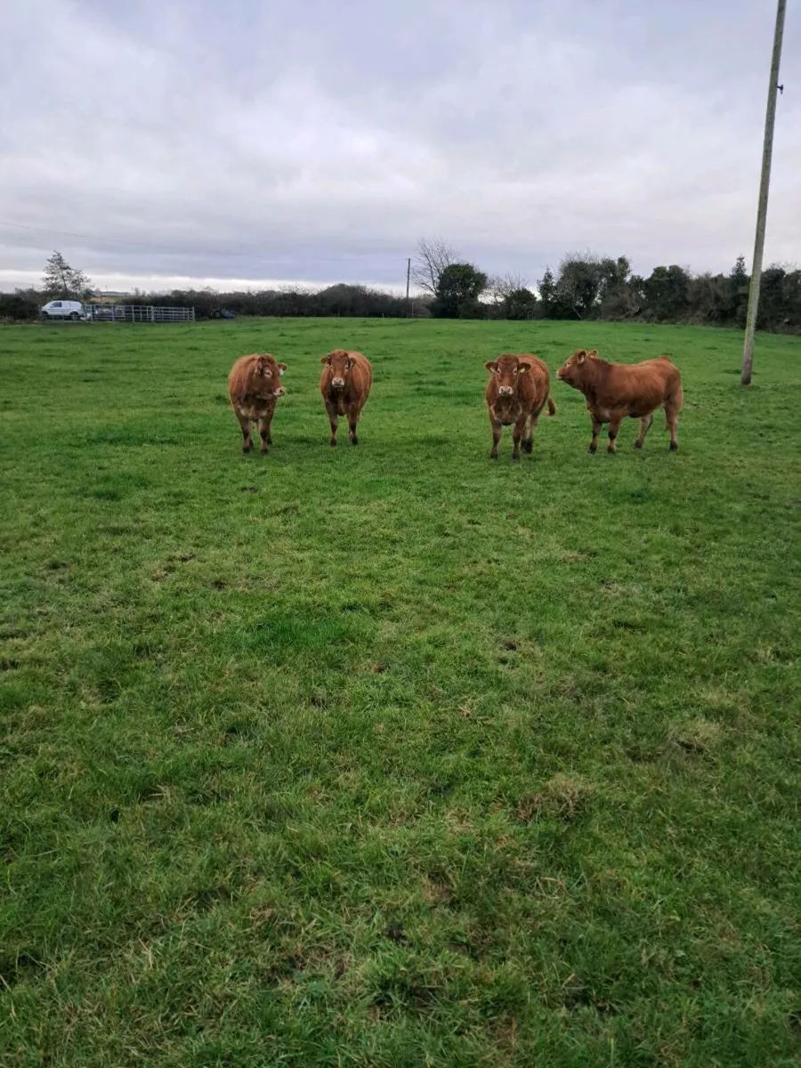 SUPER PEDIGREE LIMOUSIN HEIFERS - Image 2