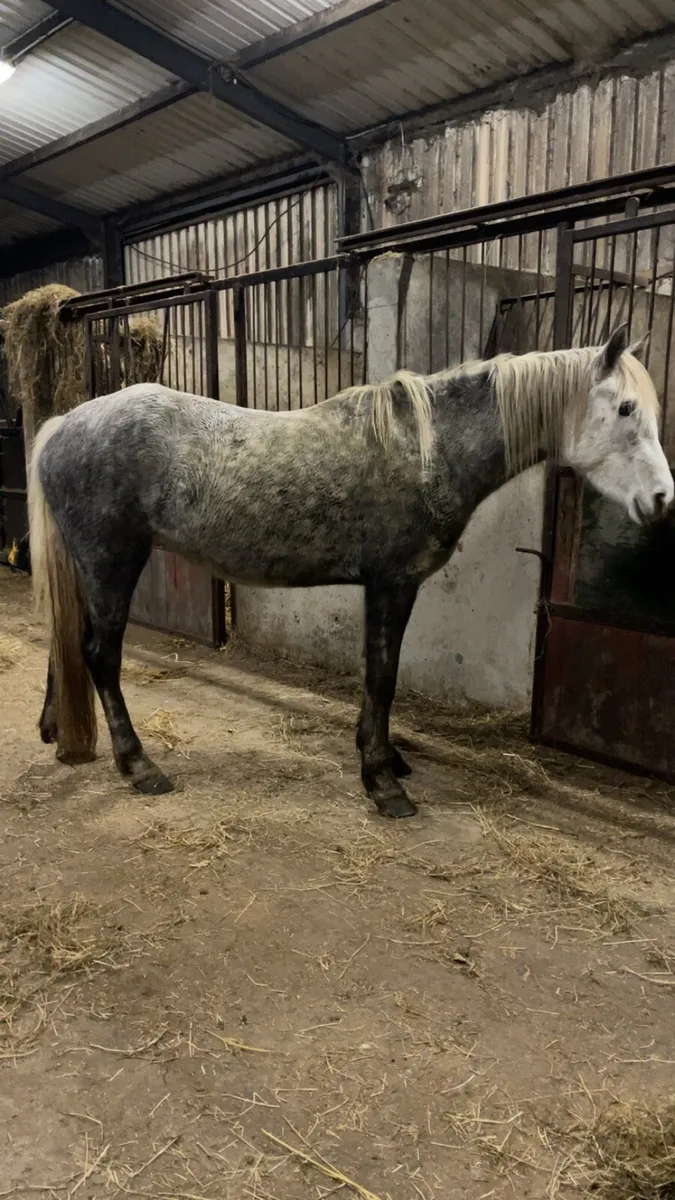 Connemara cross draught - Image 1