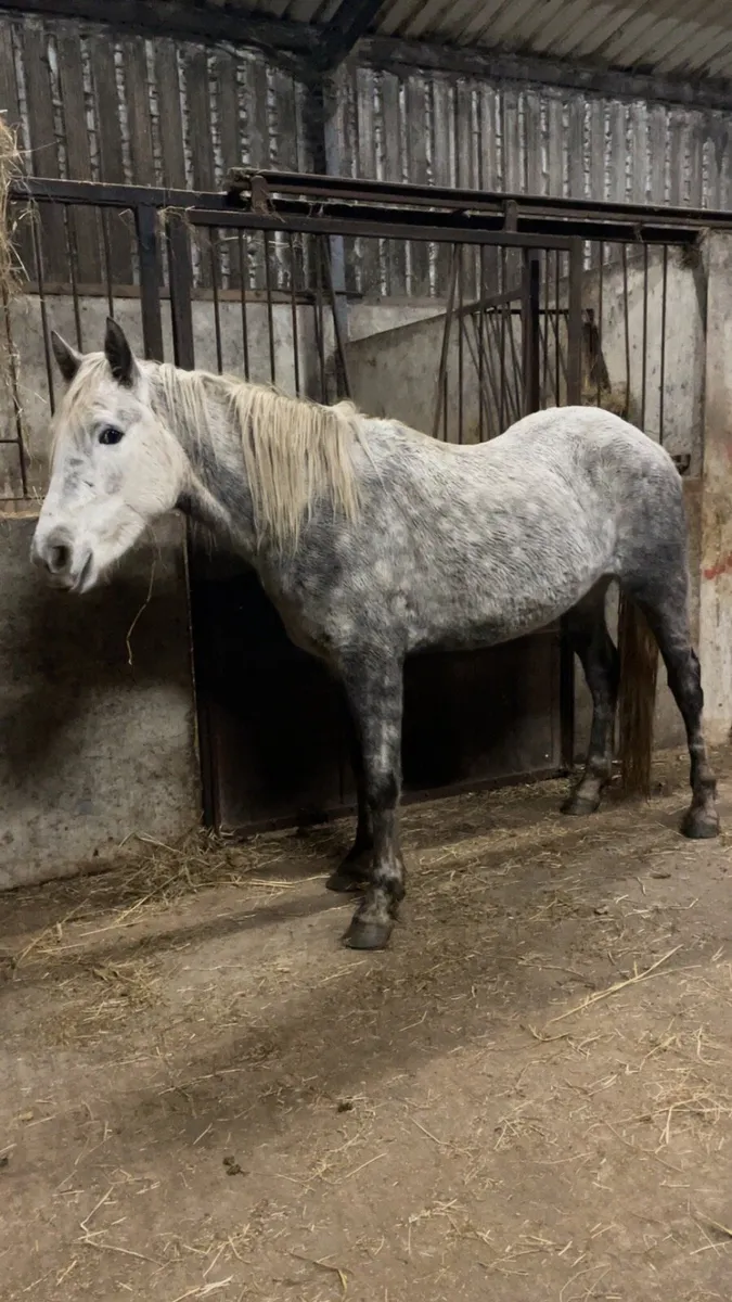 Connemara cross draught - Image 2