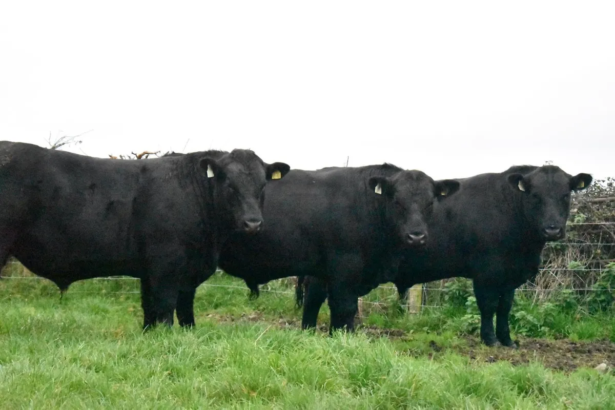 Pedigree Angus  Bulls - Image 1