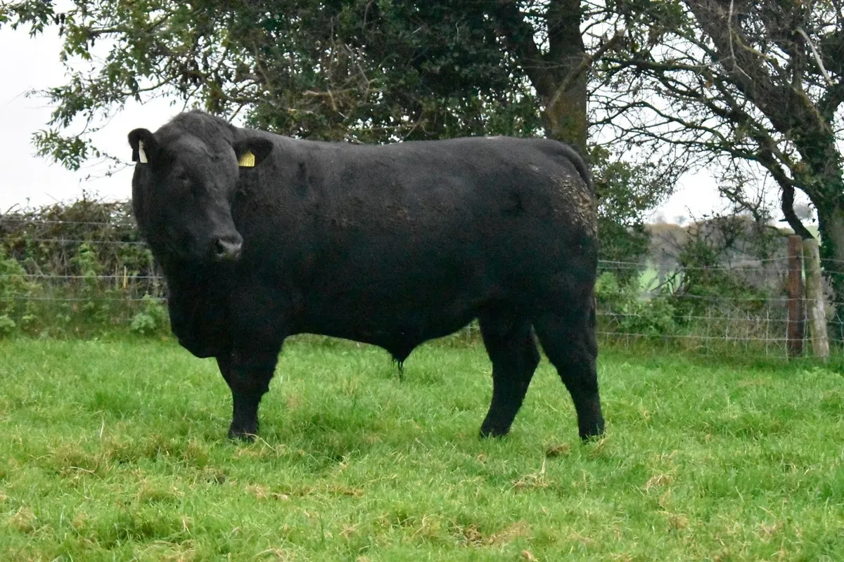 Pedigree Angus  Bulls - Image 2