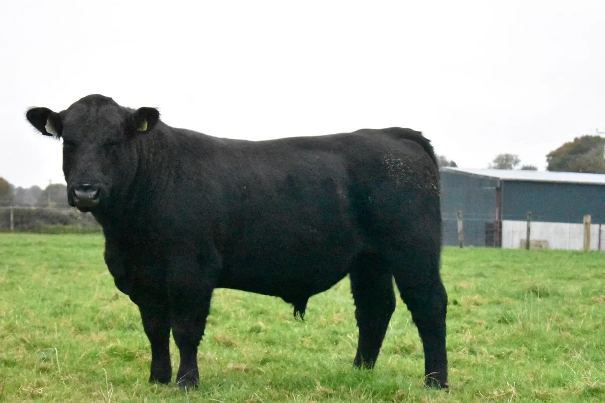 Pedigree Angus  Bulls - Image 3