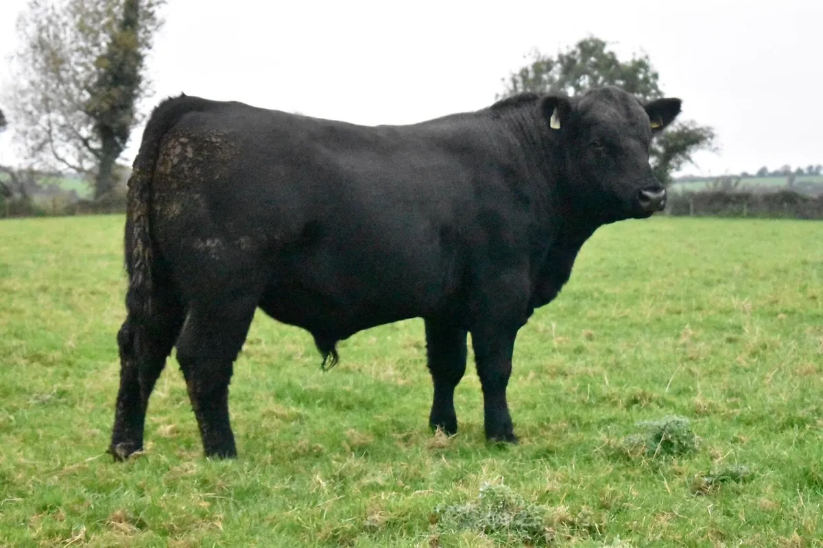 Pedigree Angus  Bulls - Image 4