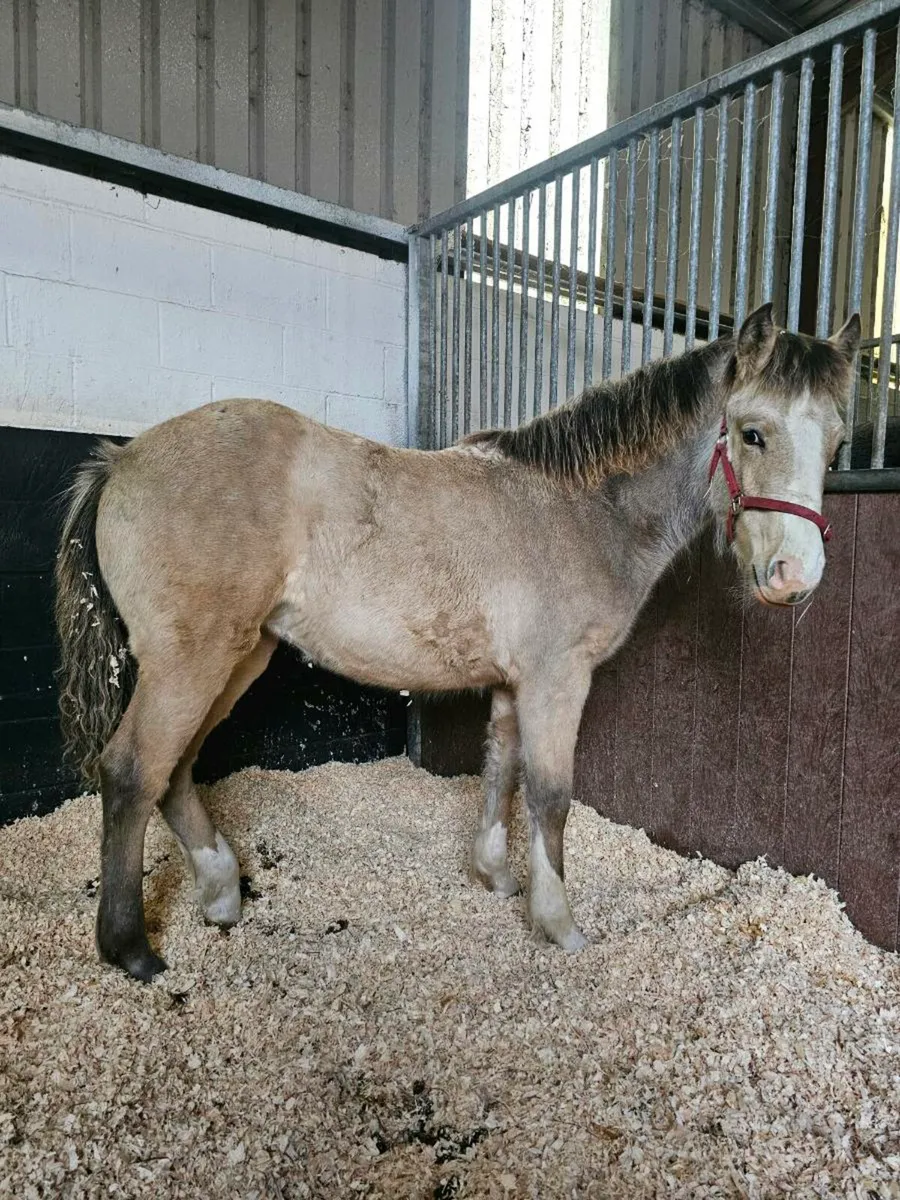 Dun filly foal - Image 1