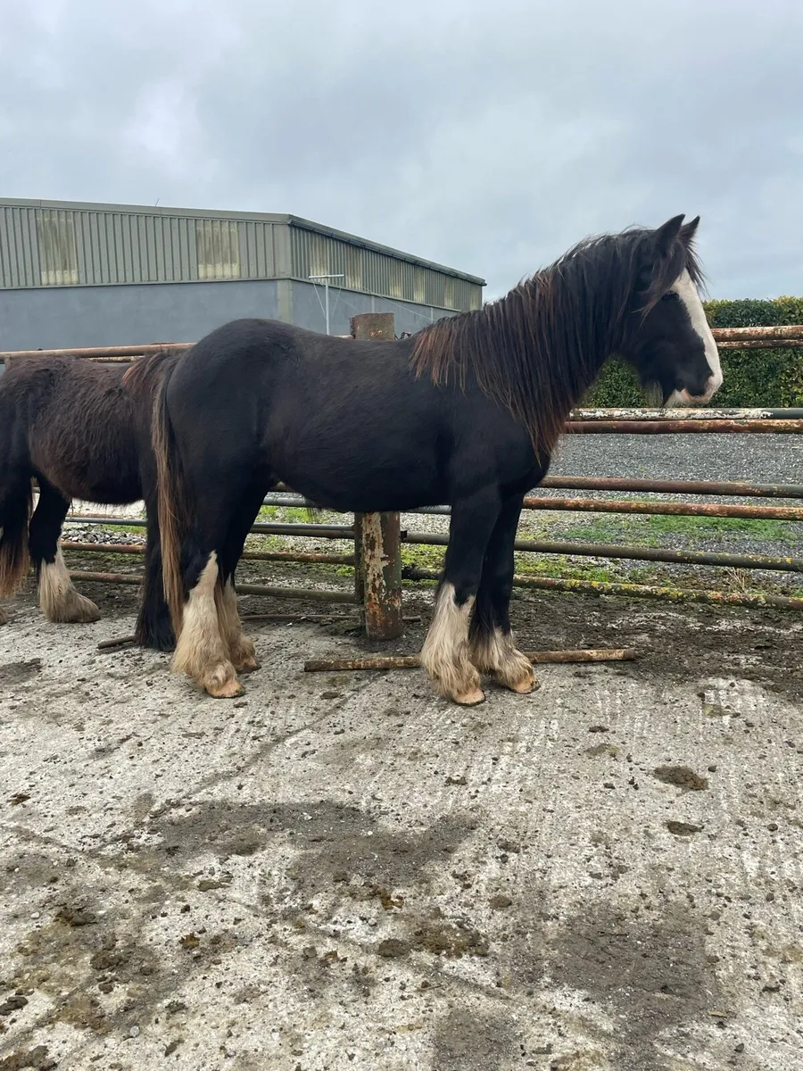 Selection of 2 rising 3 year old cobs - Image 1
