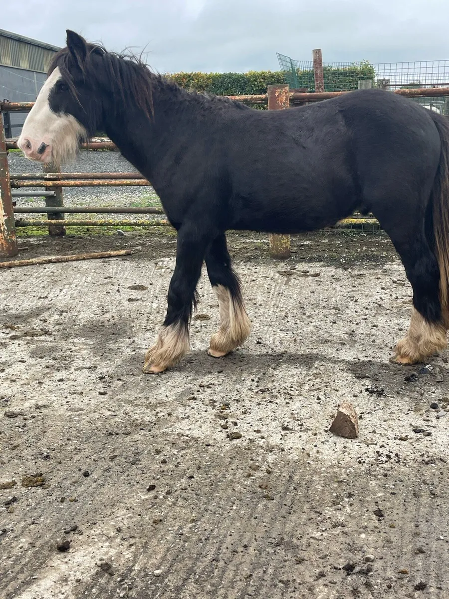 Selection of 2 rising 3 year old cobs - Image 2