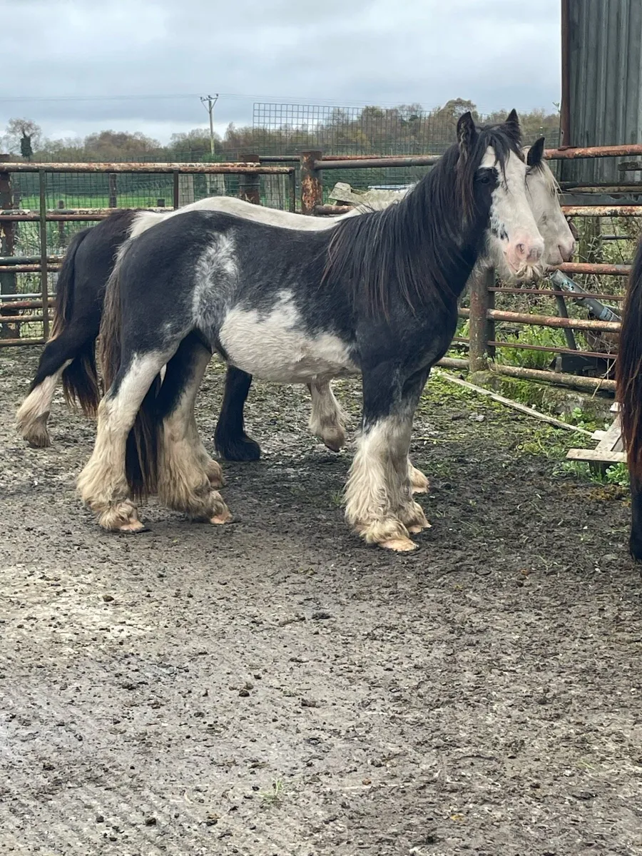Selection of 2 rising 3 year old cobs - Image 3