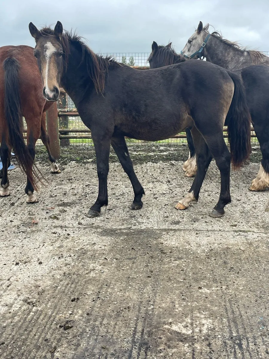 Selection of 2 rising 3 year old - Image 2