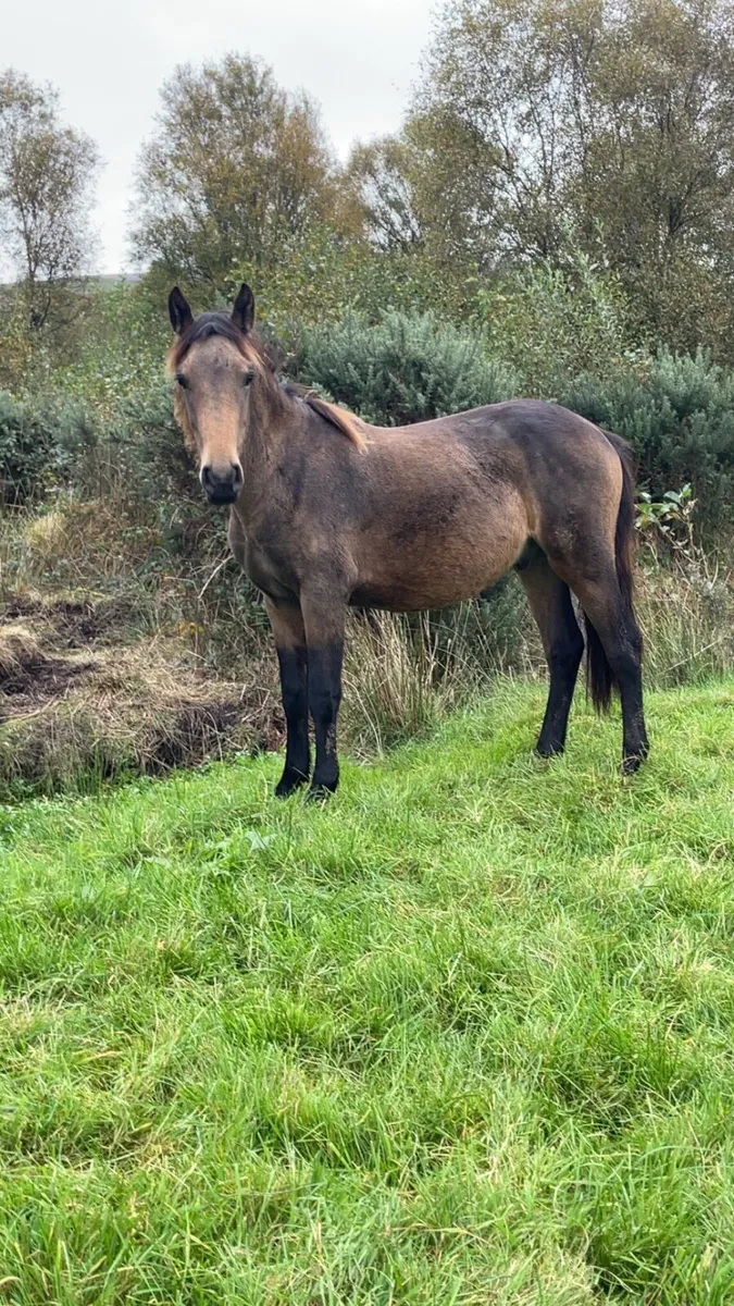 Selection of 2 rising 3 year old - Image 1