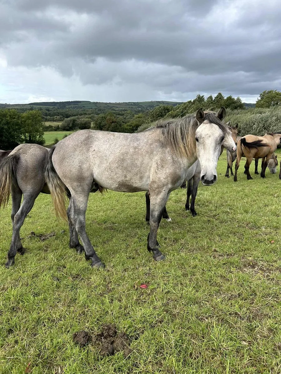 Selection of 2 rising 3 year old - Image 3