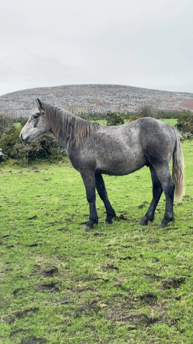 Selection of 2 rising 3 year old - Image 4