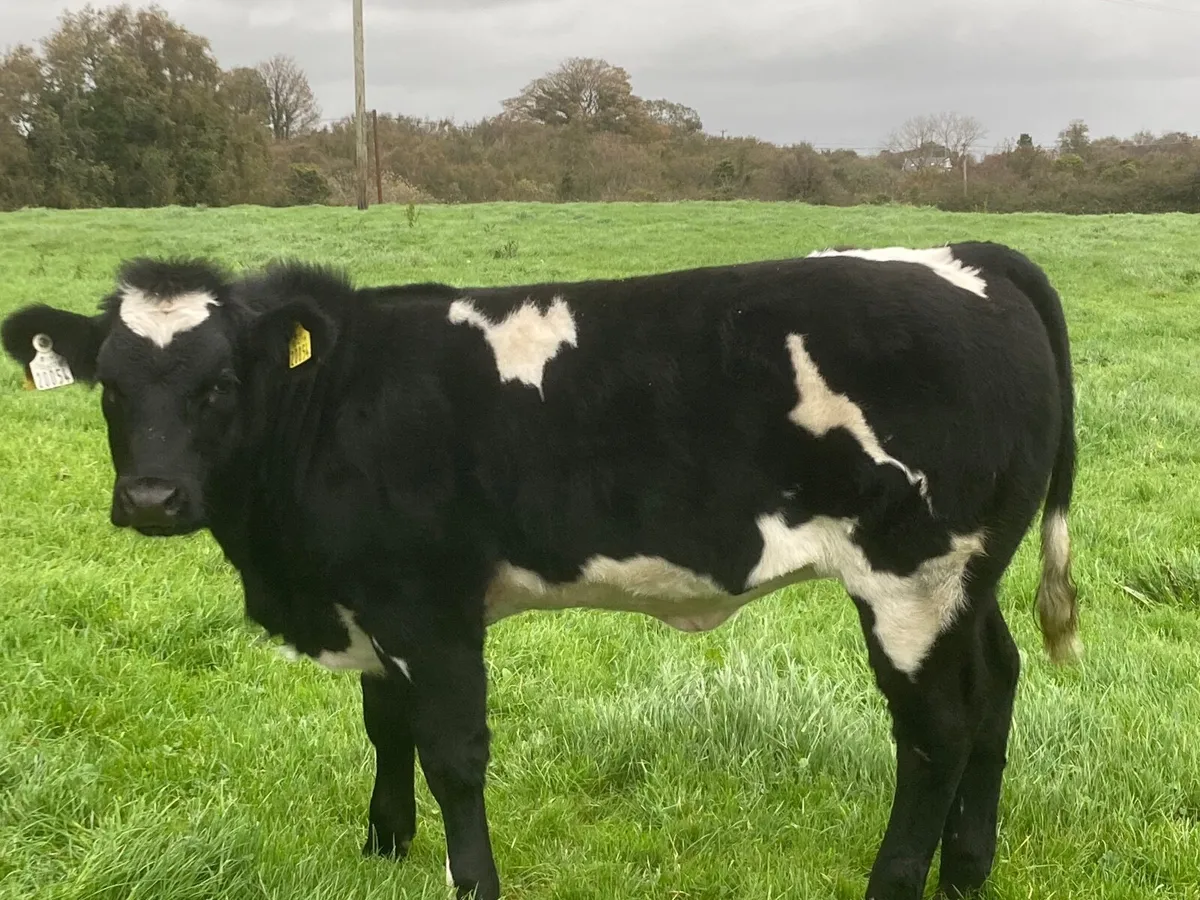 Balla, Tues 18 Lot 813 - Image 3