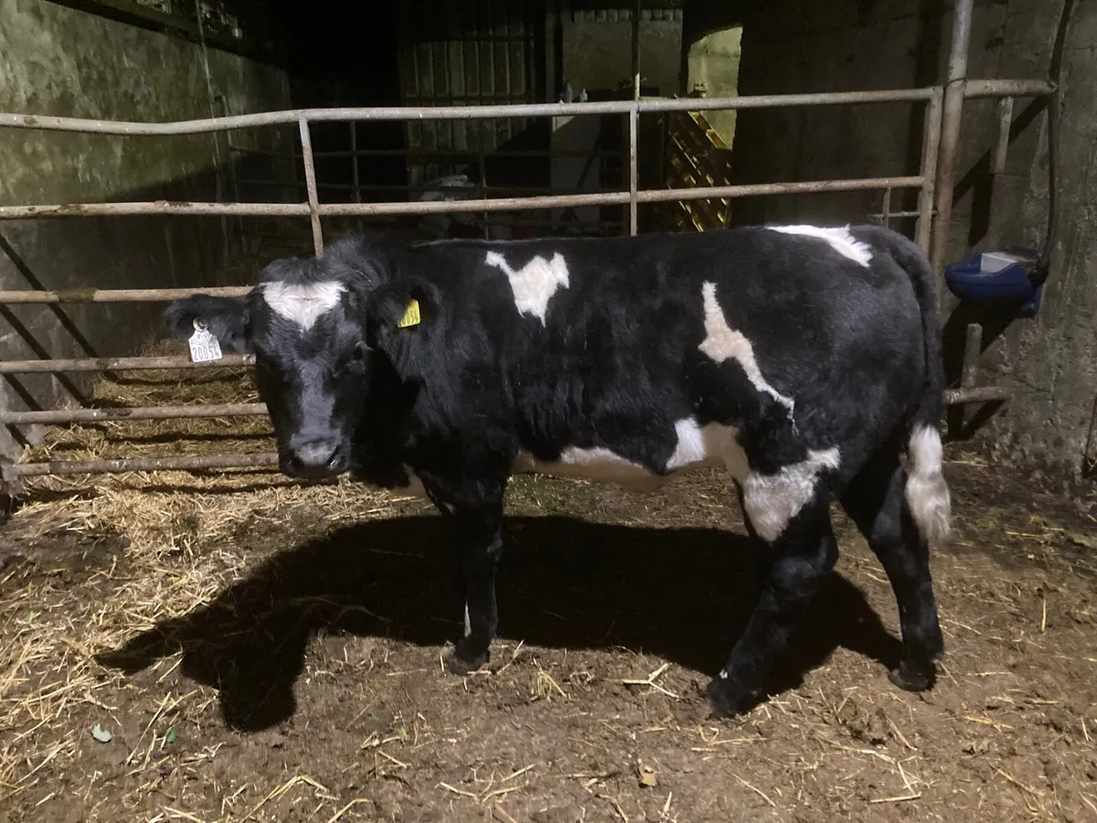 Balla, Tues 18 Lot 813 - Image 4