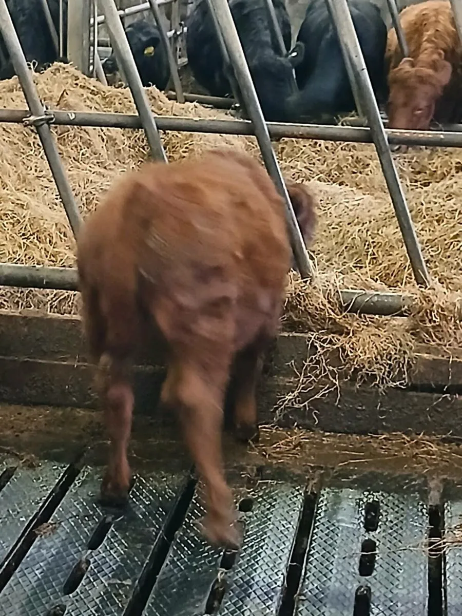 Dexter bullocks - Image 4