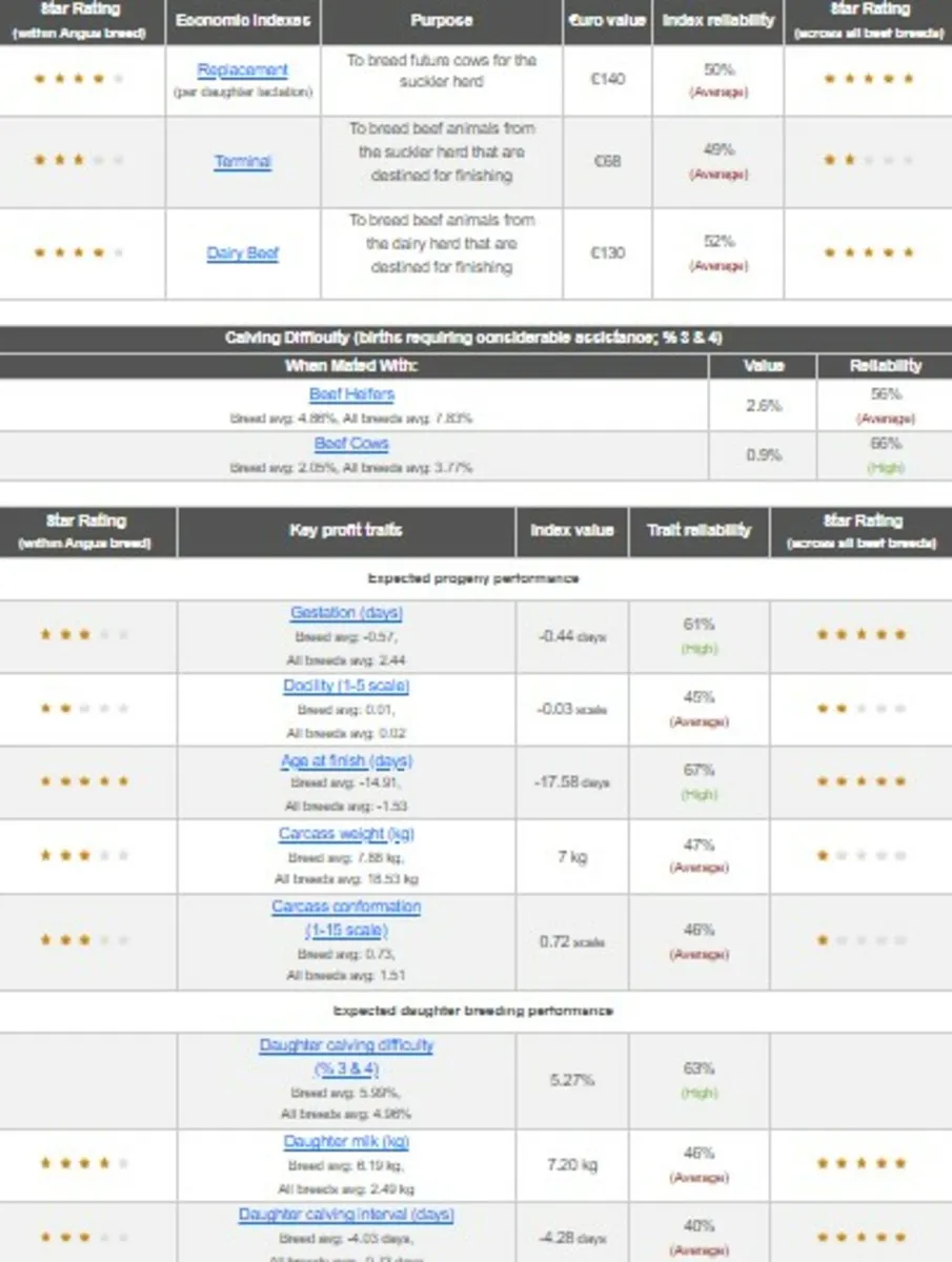 Pedigree Aberdeen Angus heifer - Image 3