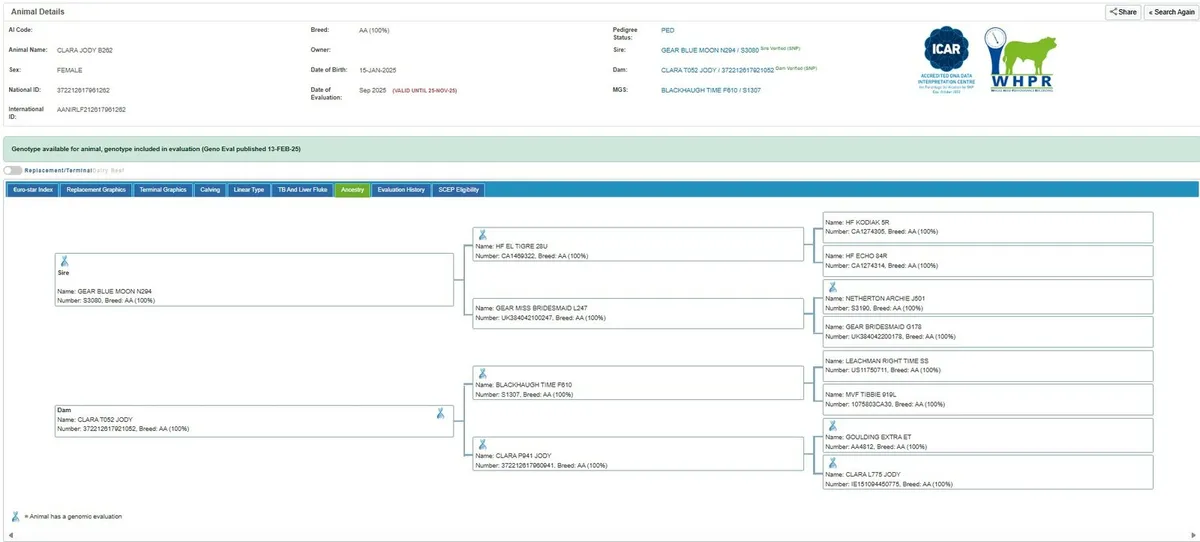 Pedigree Aberdeen Angus heifer - Image 4