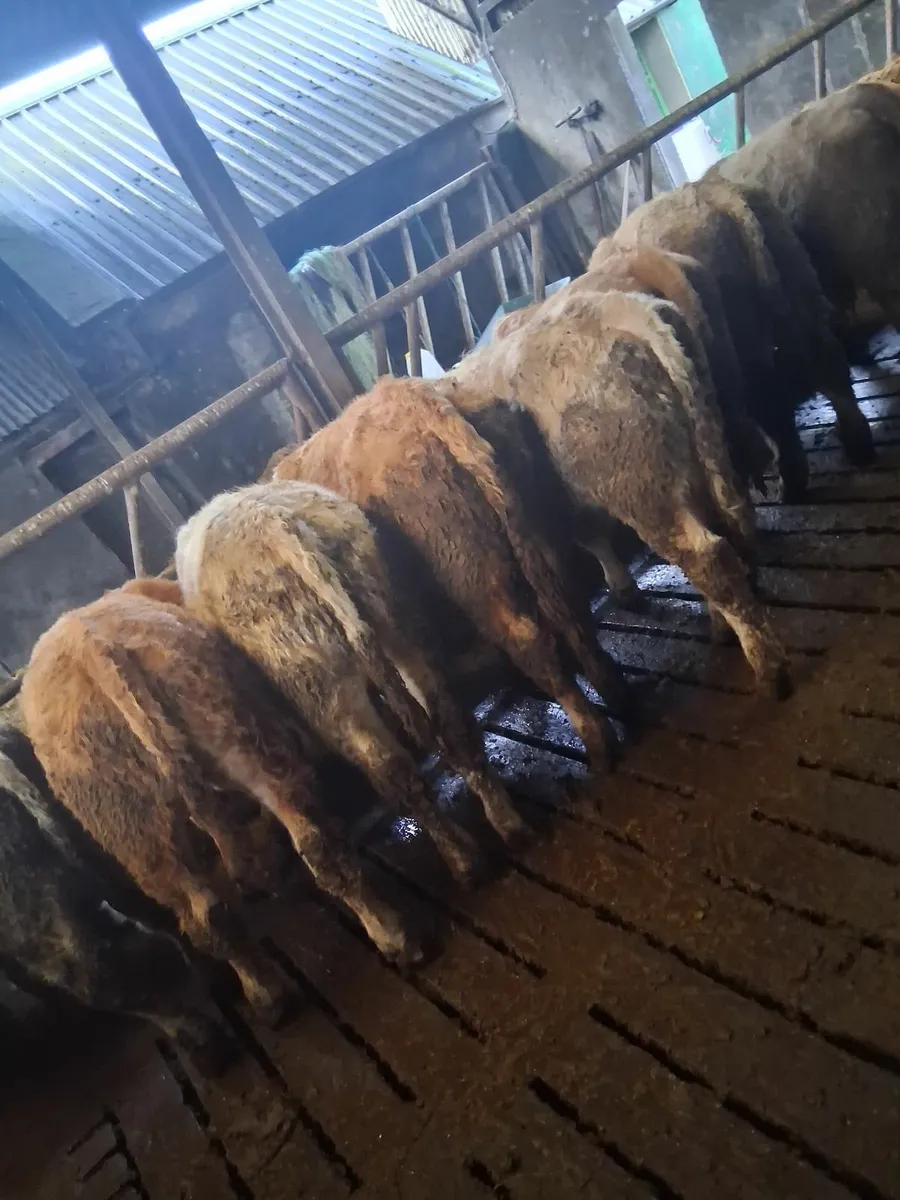 Wealing bulls - Image 1