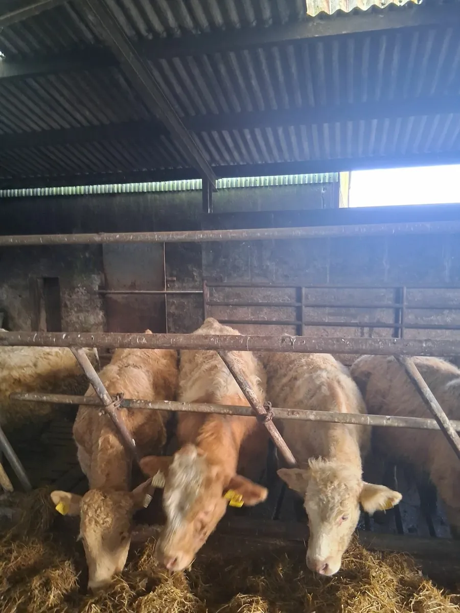 Wealing bulls - Image 2