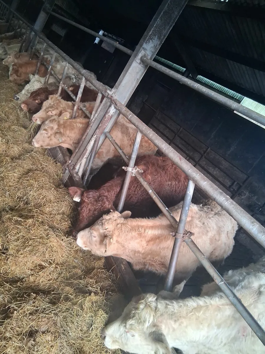 Wealing bulls - Image 3