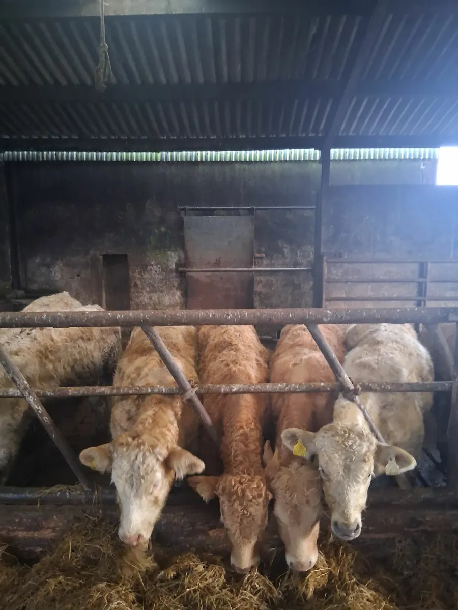 Wealing bulls - Image 4