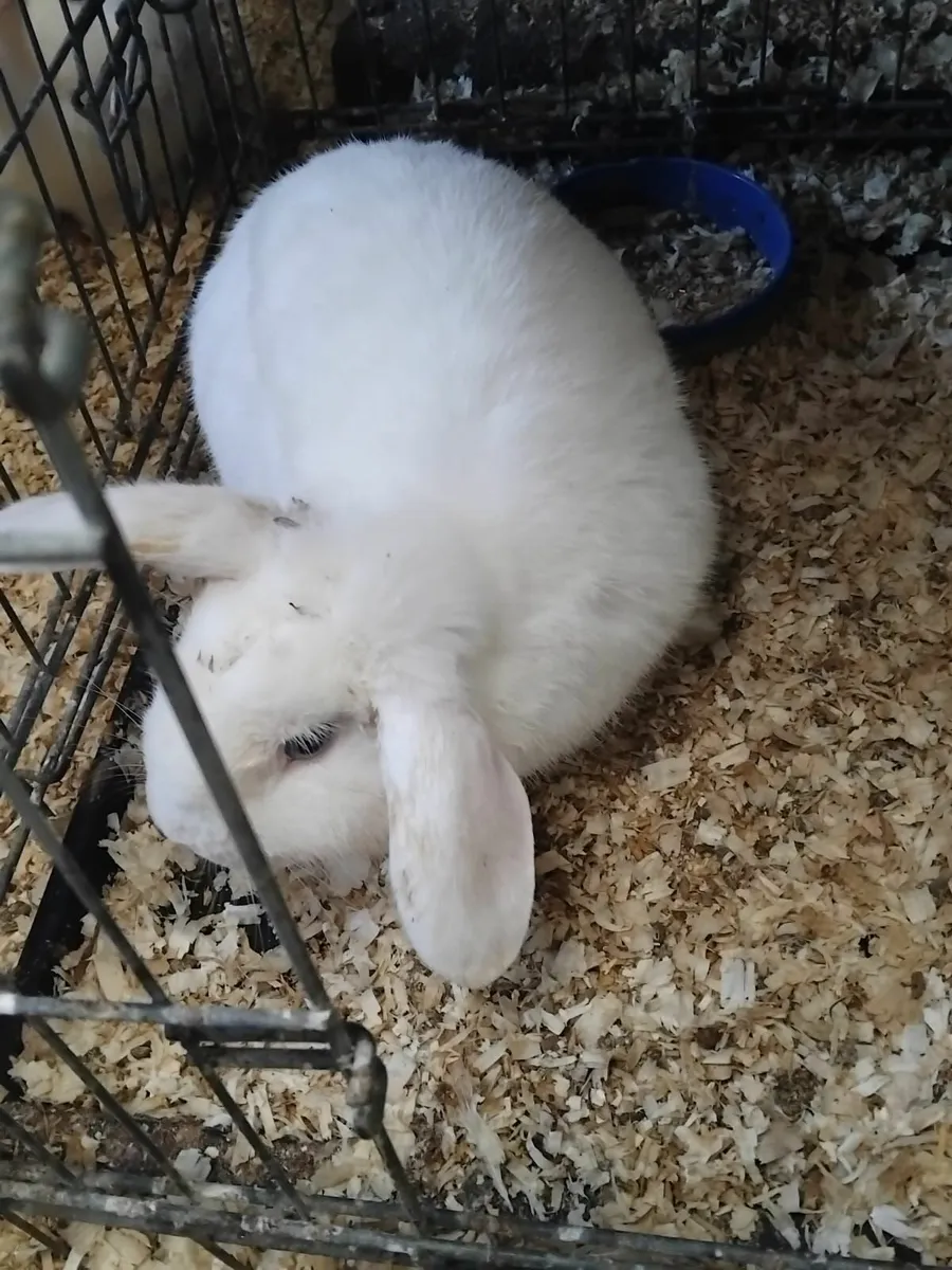 White Pet Rabbit - Image 1