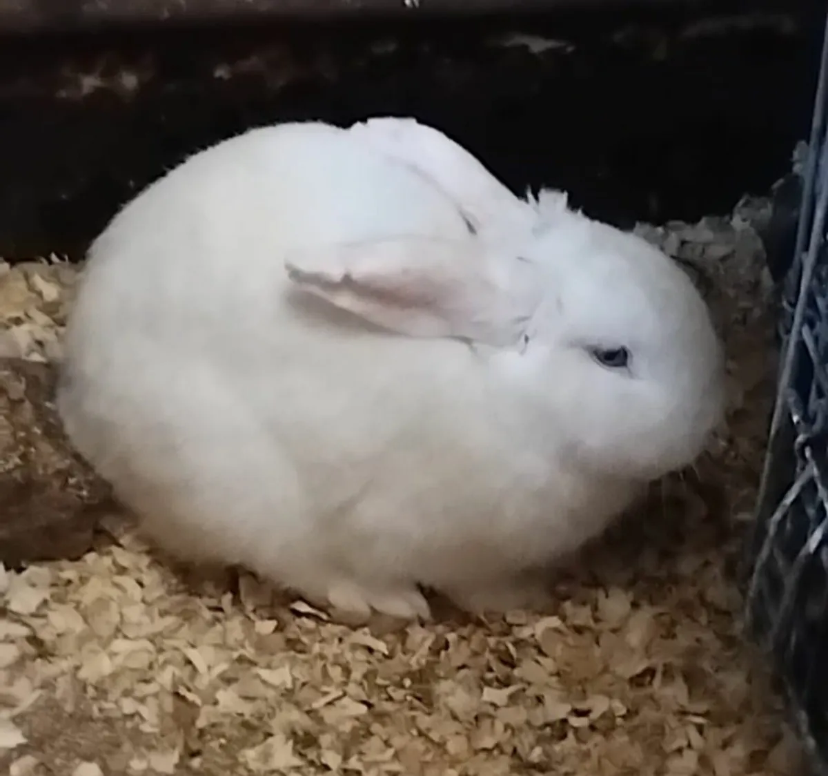 White Pet Rabbit - Image 2
