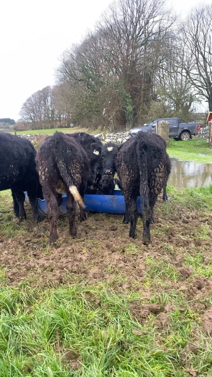 Angus heifers for sale - Image 2