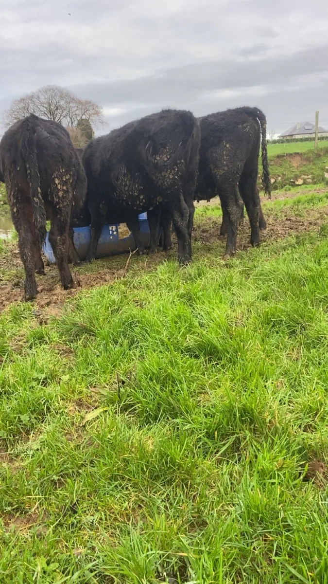Angus heifers for sale - Image 3