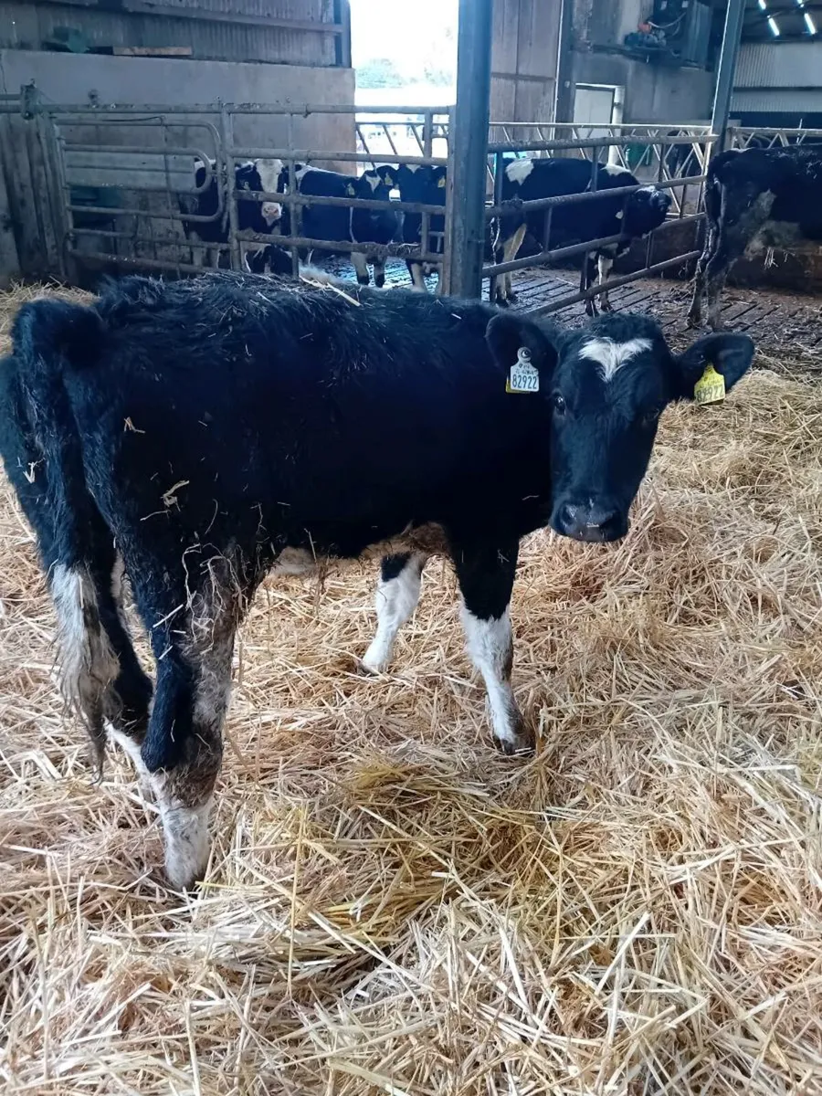 Fr heifer - Image 1