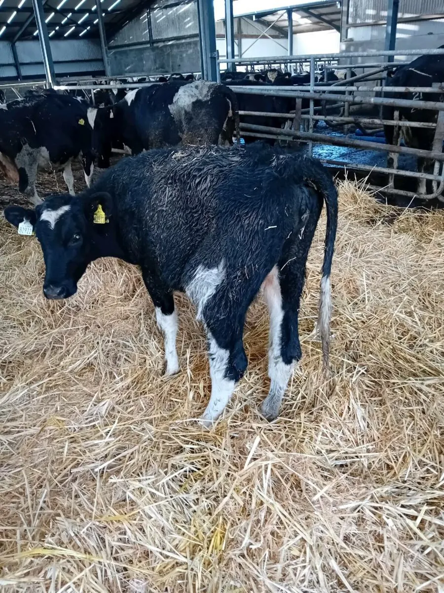 Fr heifer - Image 2
