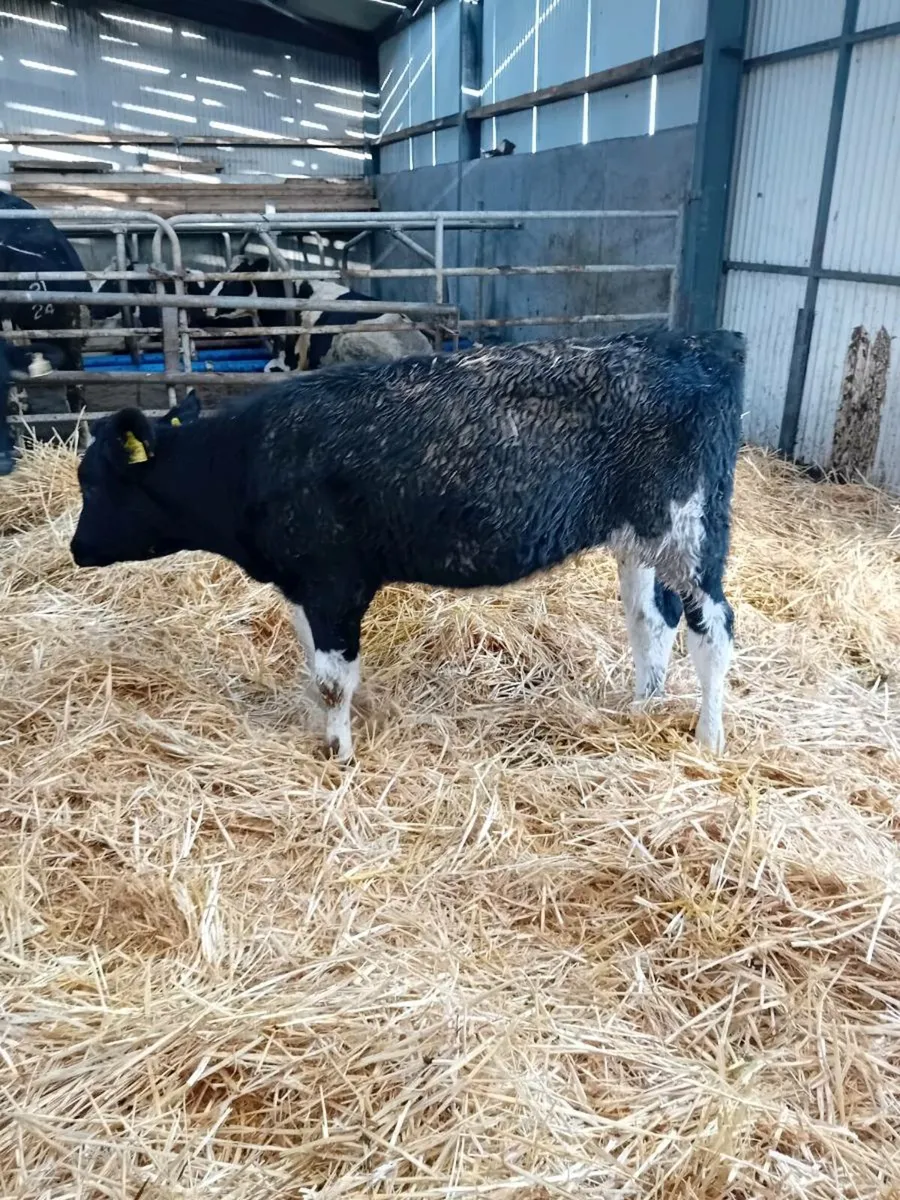 Fr heifer - Image 3