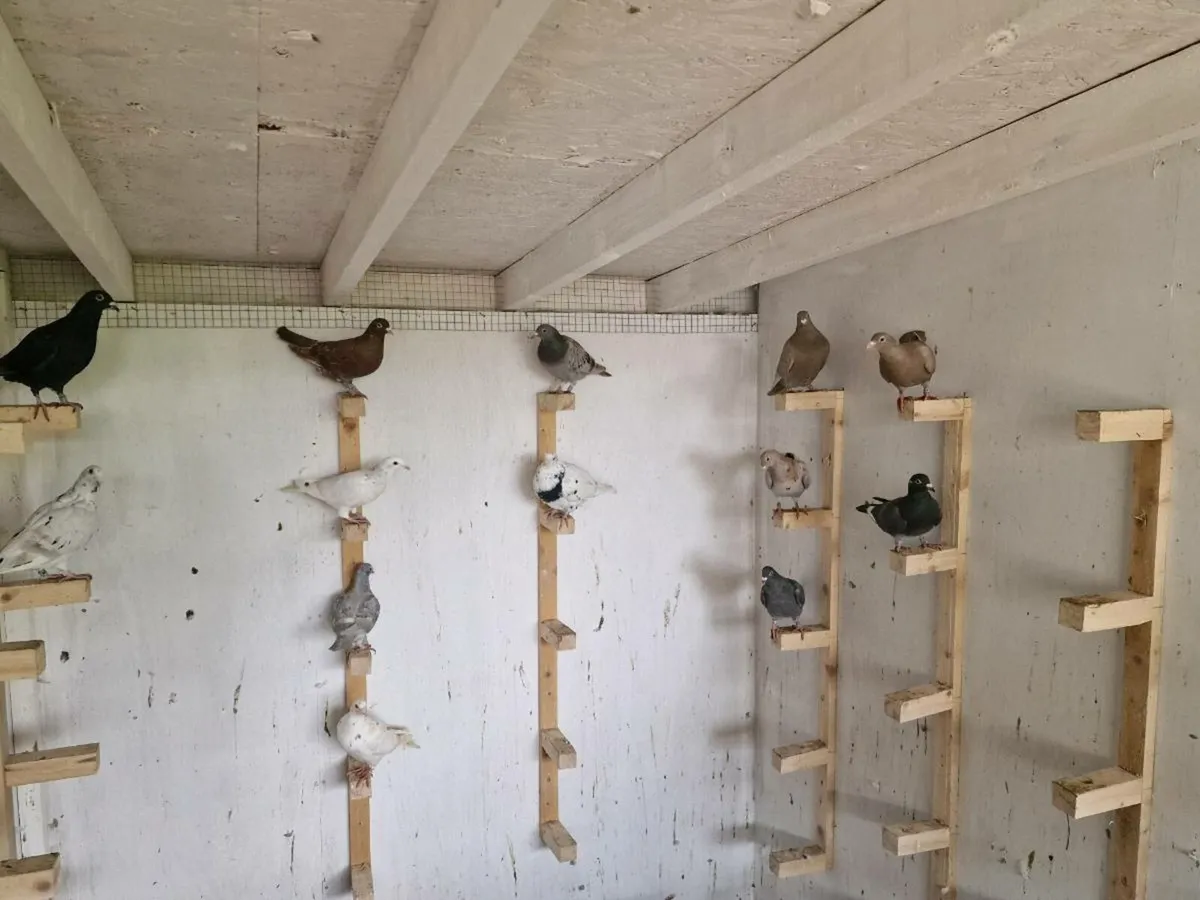 Colour racers - Image 2