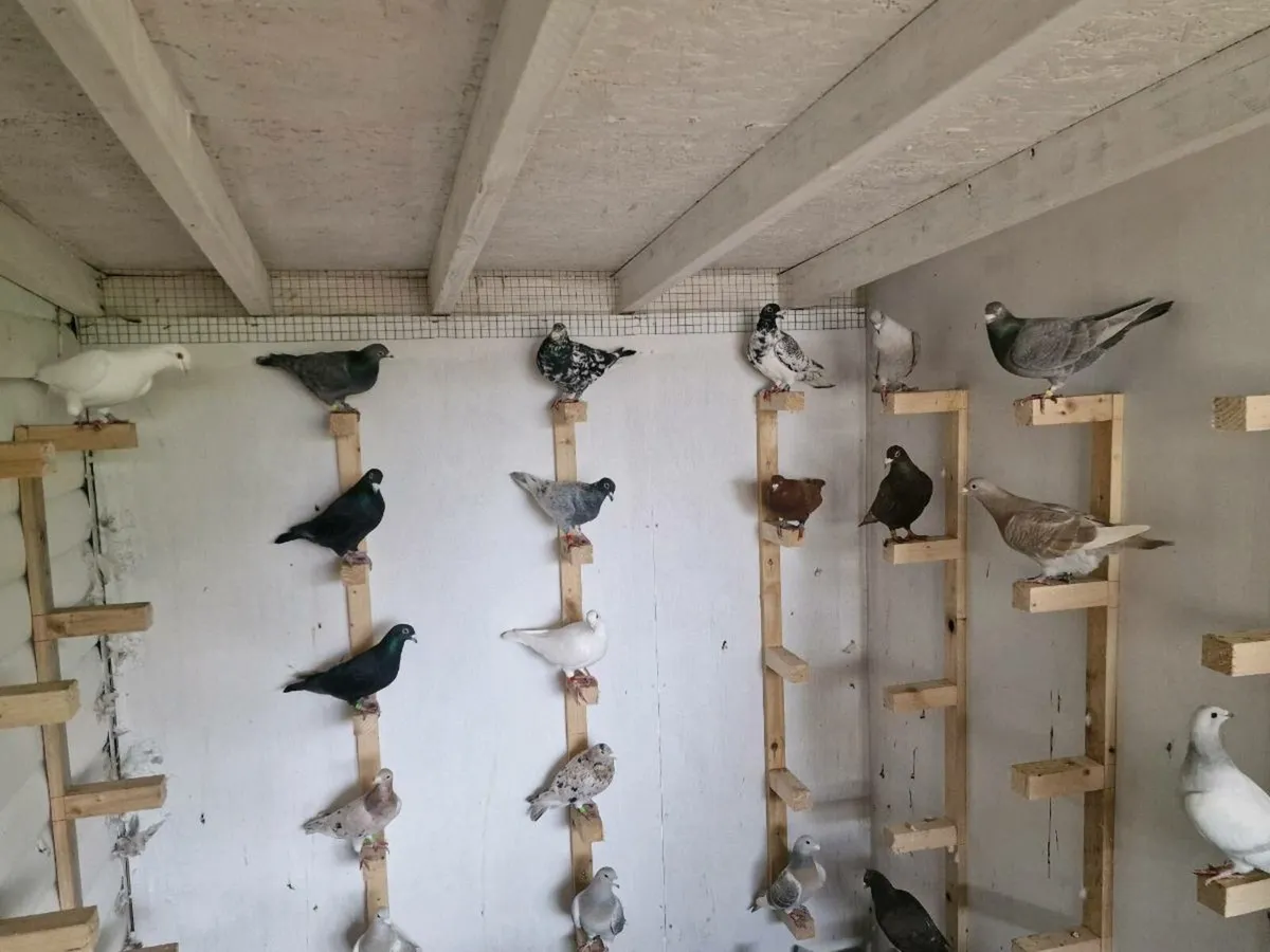 Colour racers - Image 3