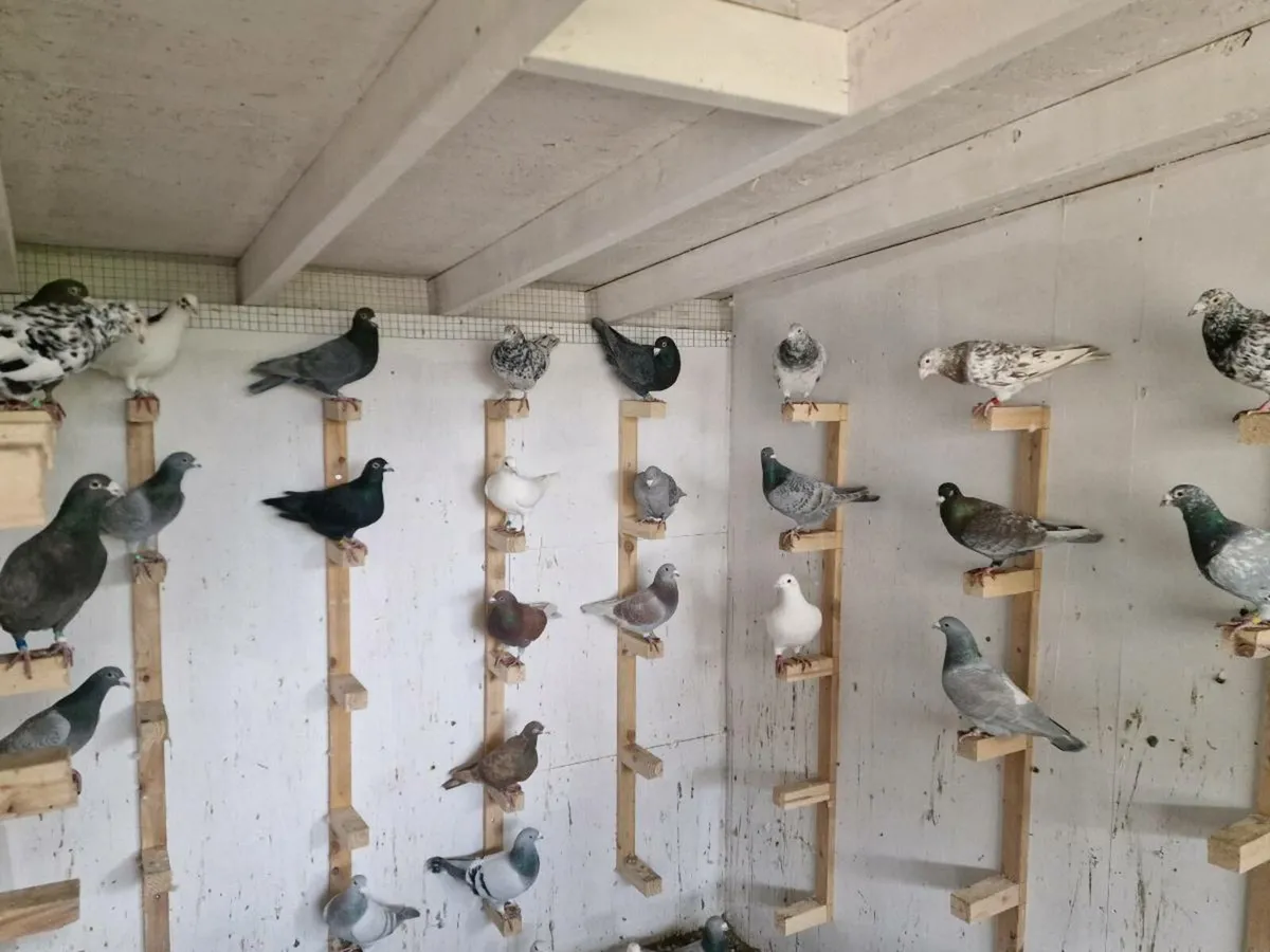 Colour racers - Image 4