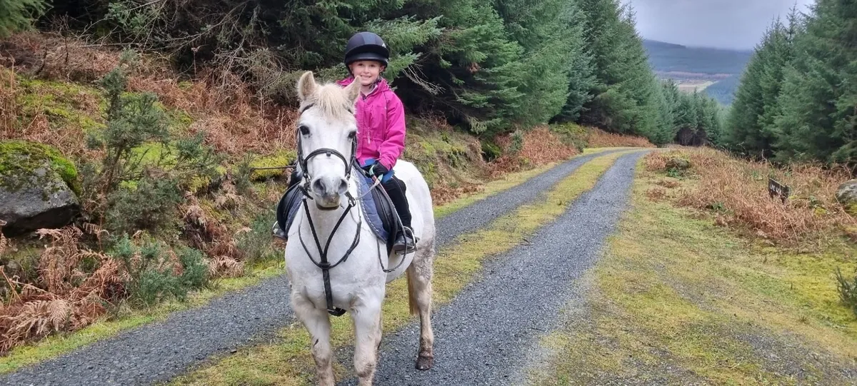 12 2 Pony, Welsh Section B - Image 2