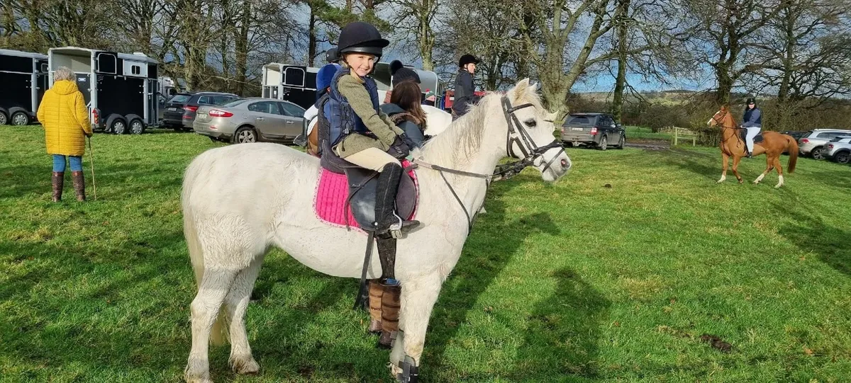 12 2 Pony, Welsh Section B - Image 3