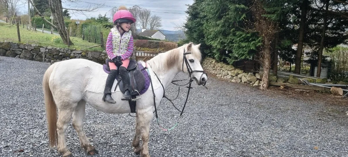 12 2 Pony, Welsh Section B - Image 1