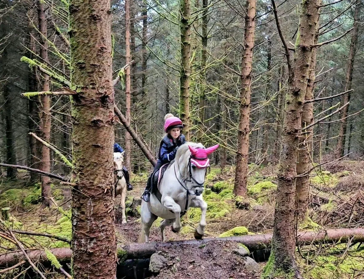 12 2 Pony, Welsh Section B - Image 4