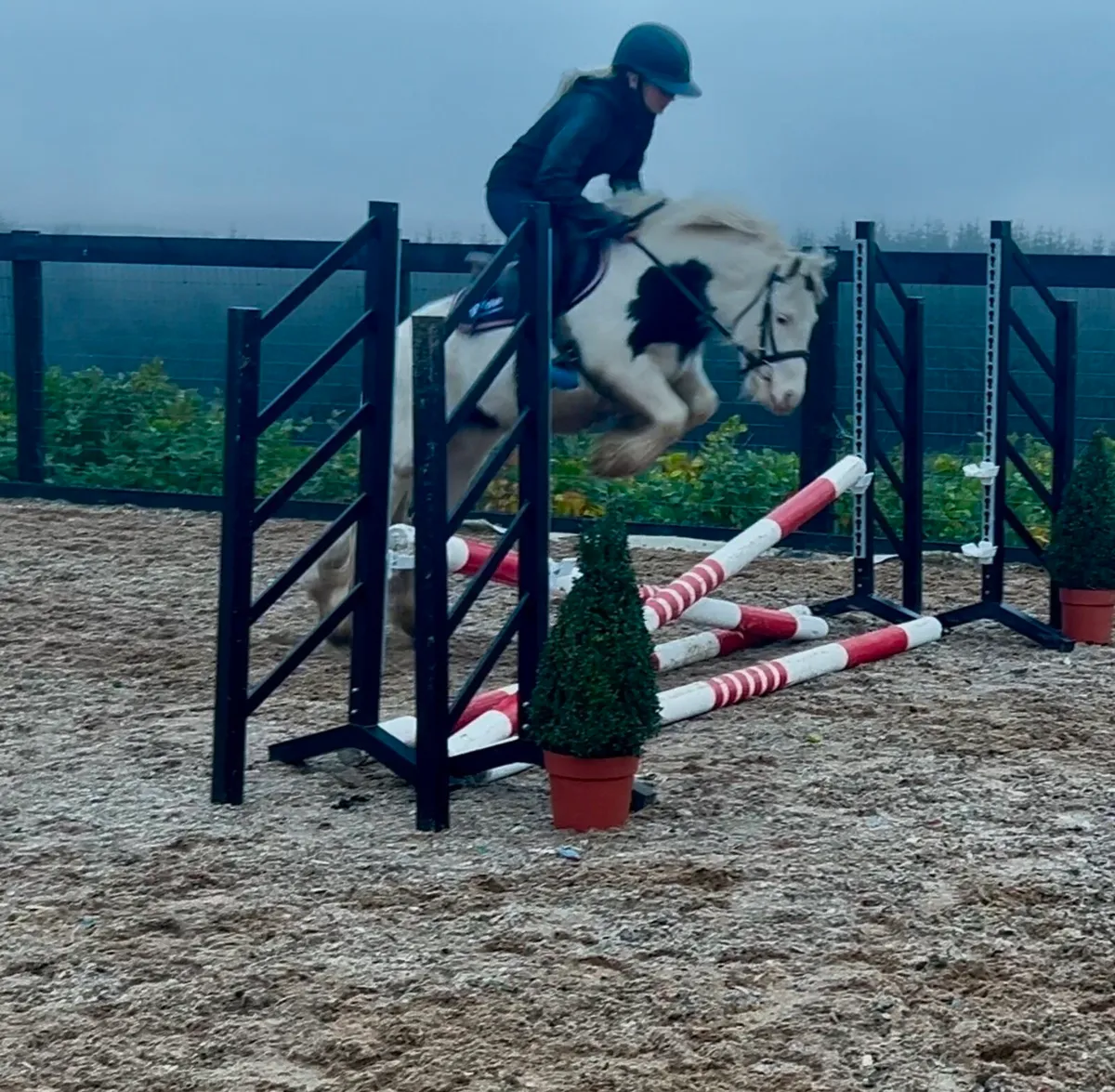 Dream beginners pony - Image 3